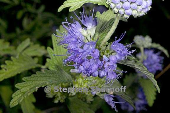 caryopteris incana 3 graphic